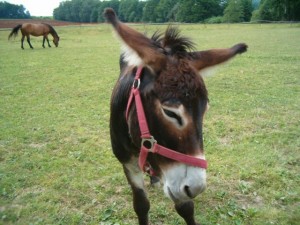 Obrazek